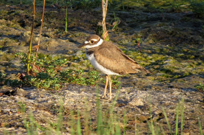 killdeer