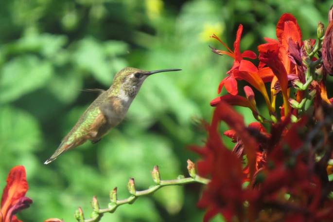 rufous in flight