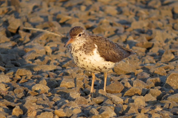 spotted sandpiper left