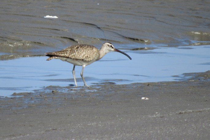whimbrel right