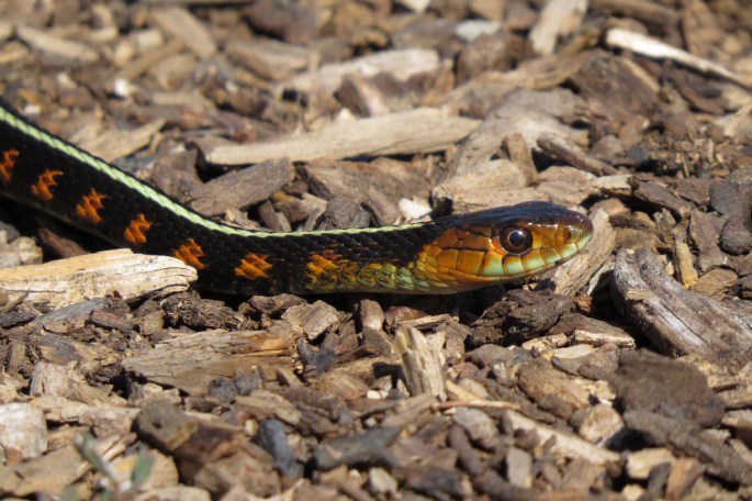common garter 1