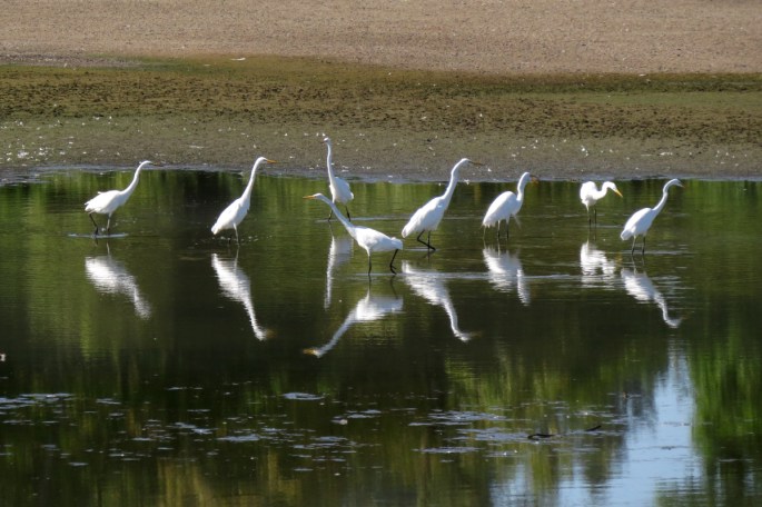 great egrets