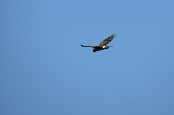 northern harrier
