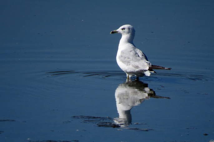 ring-billed gull
