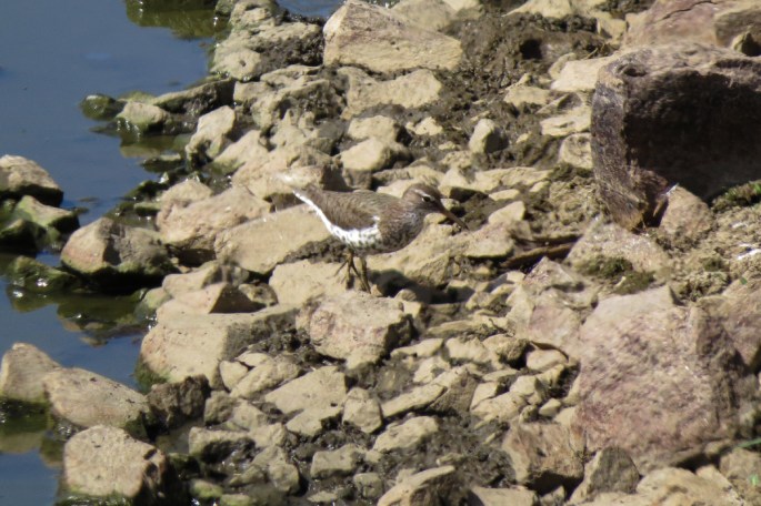 spotted sandpiper