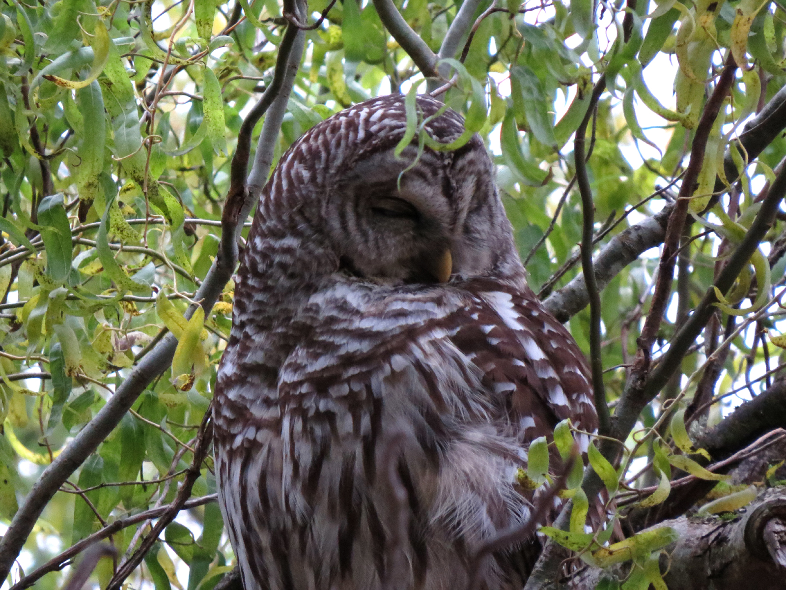 barred closeup
