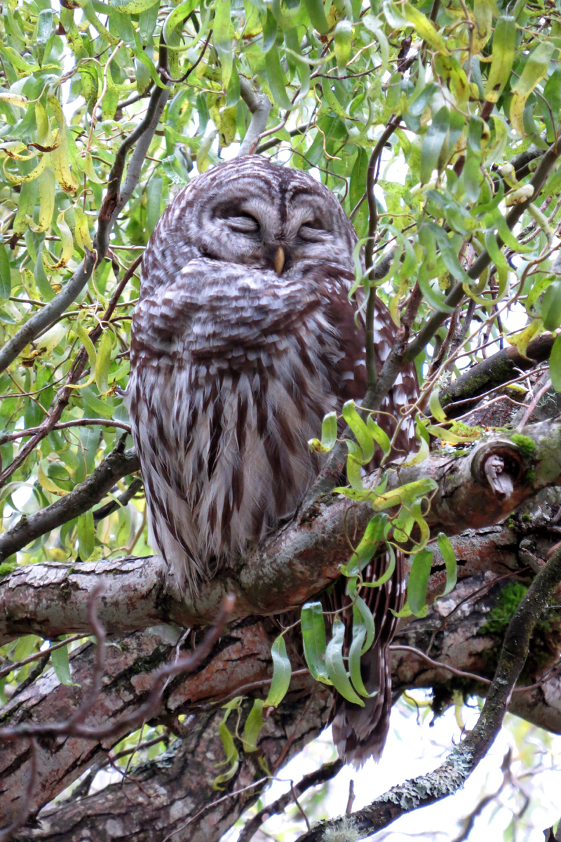 barred sleeping