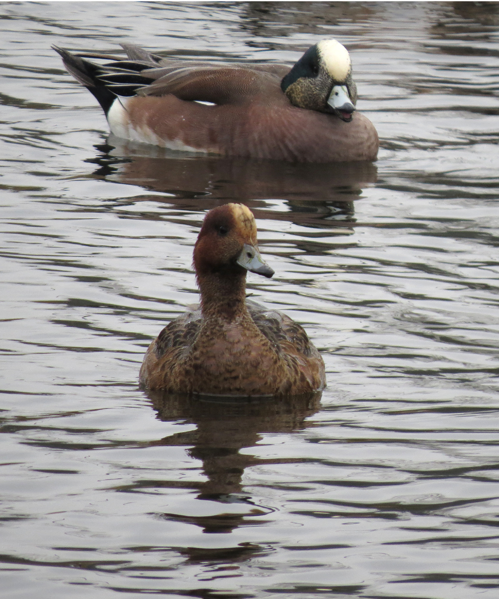 eurasian and american wigeons