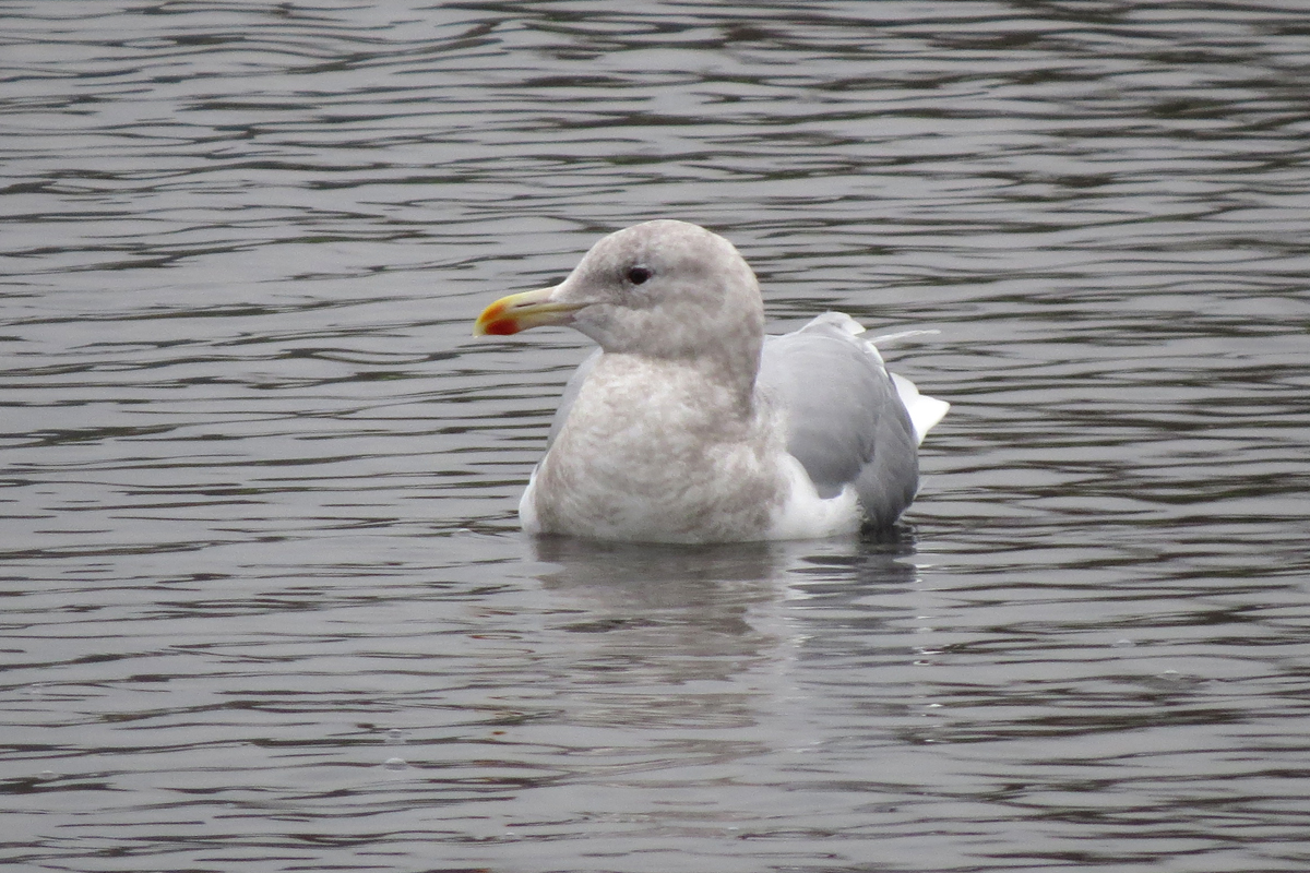 glaucous-winged 2