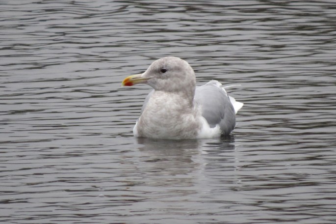 glaucous-winged 2