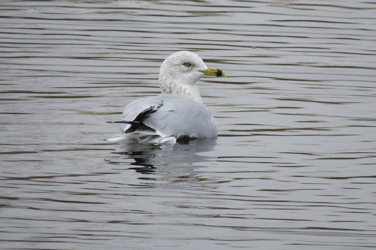 ring-billed gull swimming