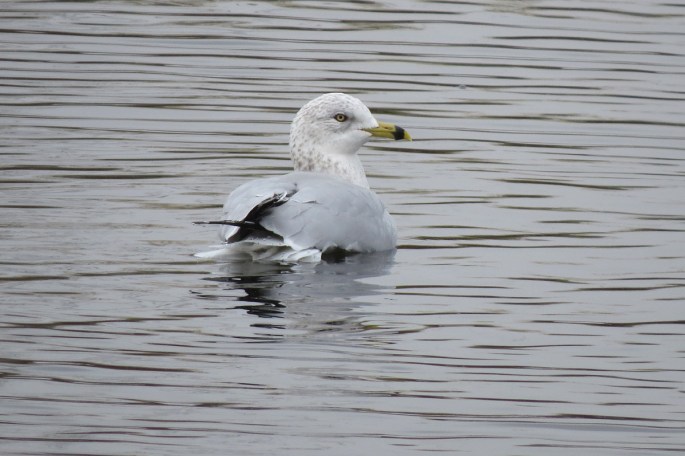 ring-billed gull swimming