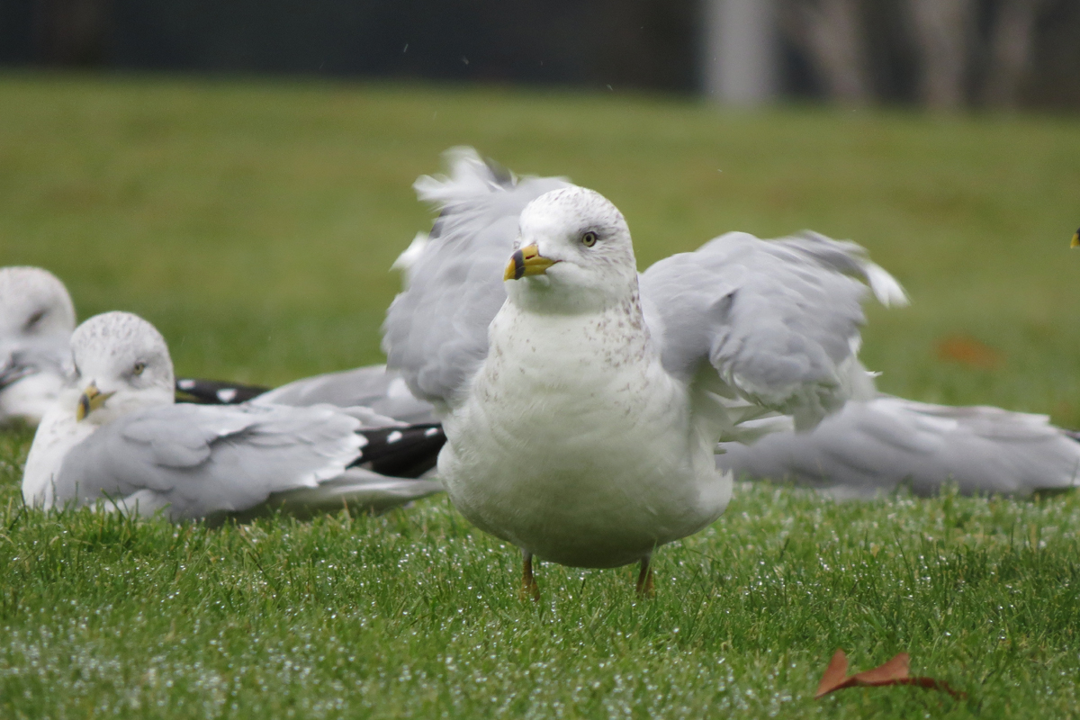 ring-billed roust