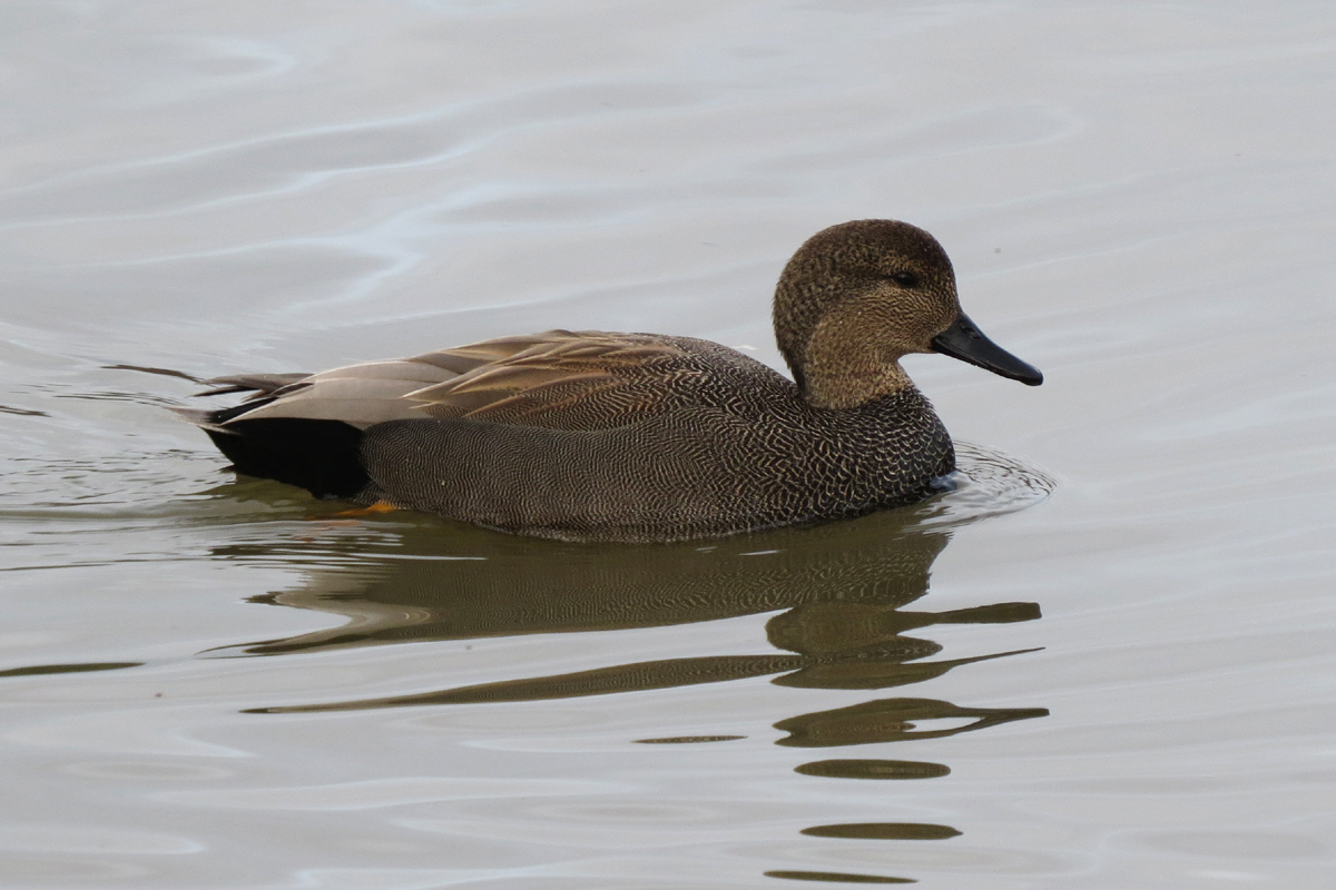 gadwall