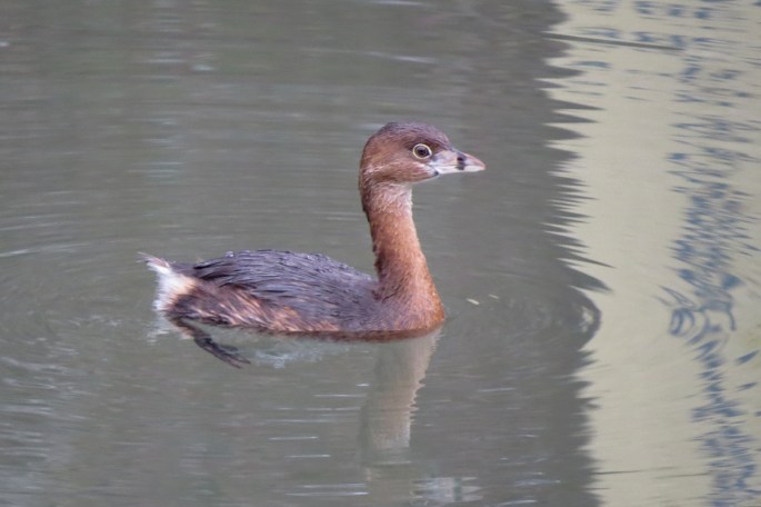 pb grebe