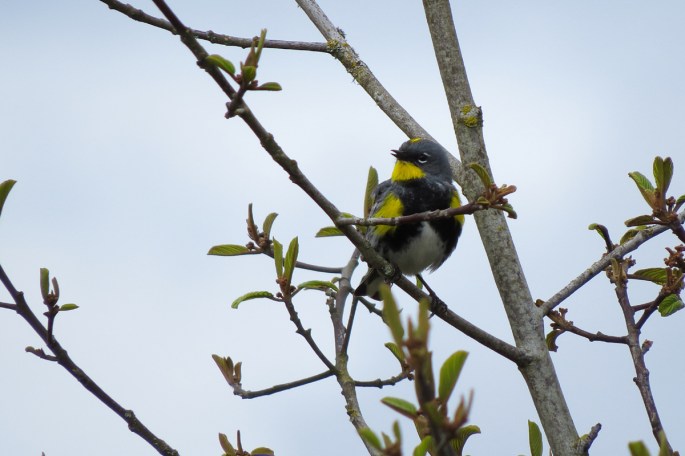 yellow-rumped