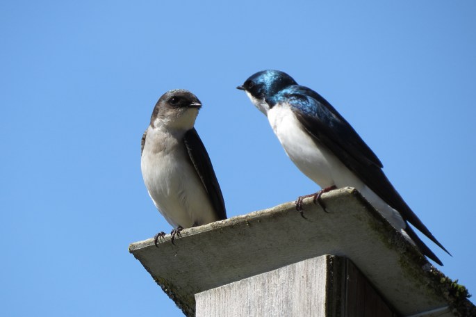 swallows