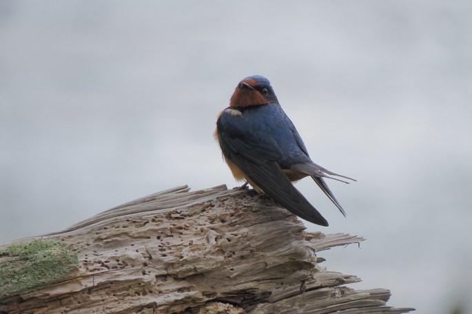 barn swallow