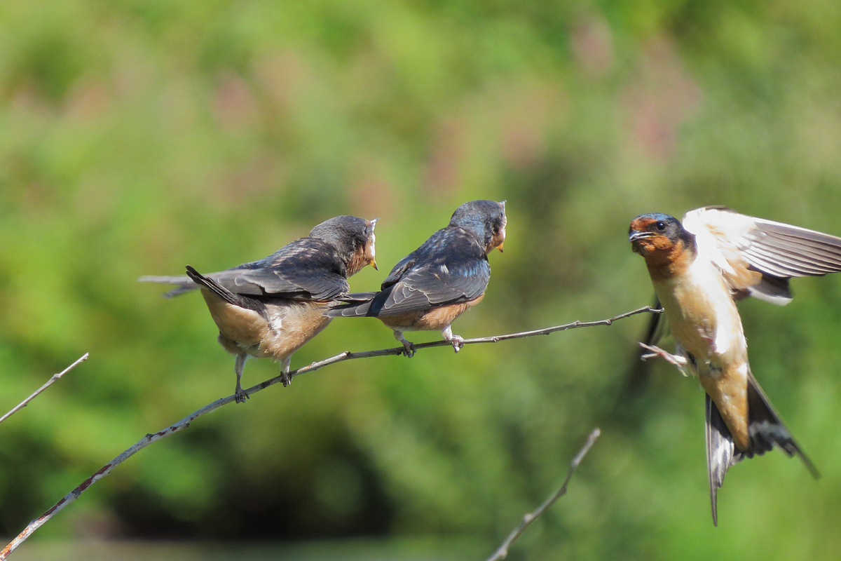 barn swallow feeding