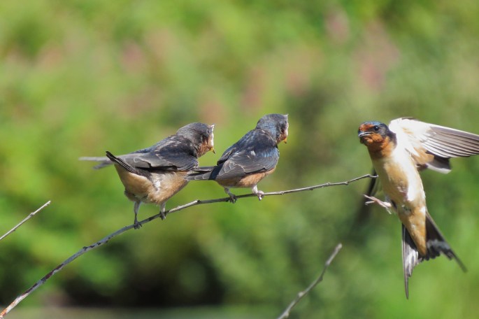 barn swallow feeding