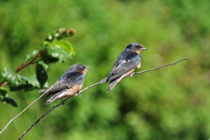 barn swallow fledglings