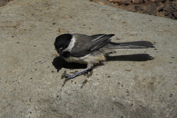 chickadee