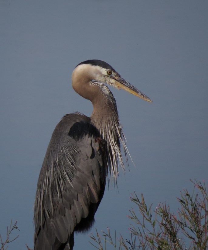 gb heron