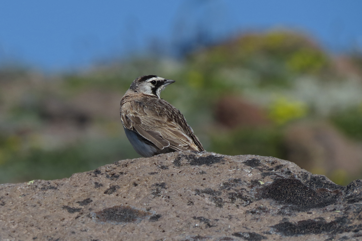 horned lark 3