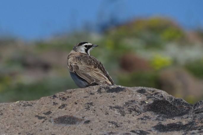 horned lark 3