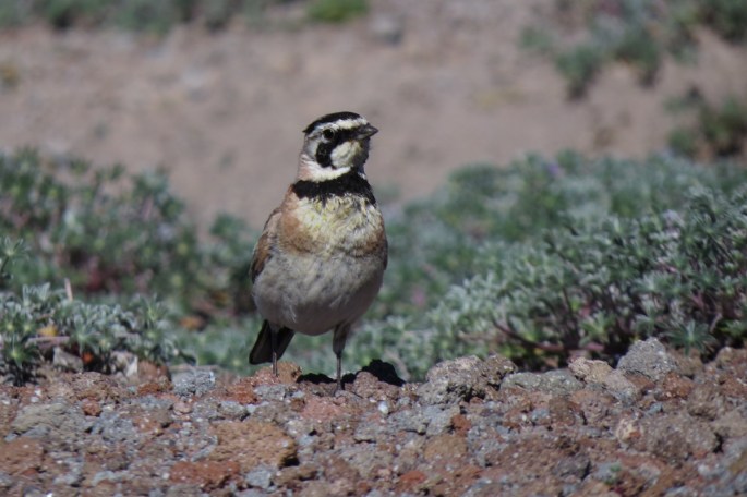 horned lark