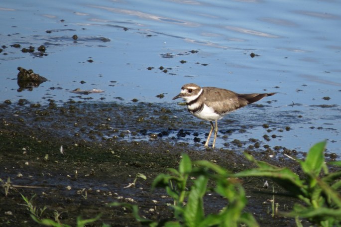killdeer