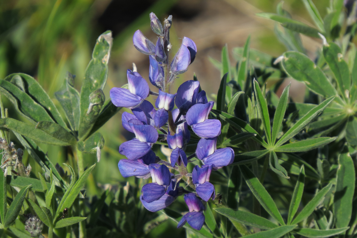 lupine