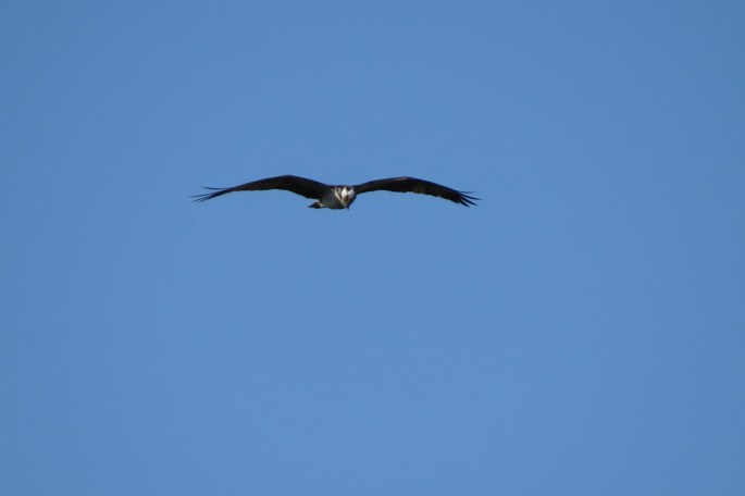 osprey
