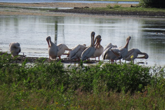 pelicans