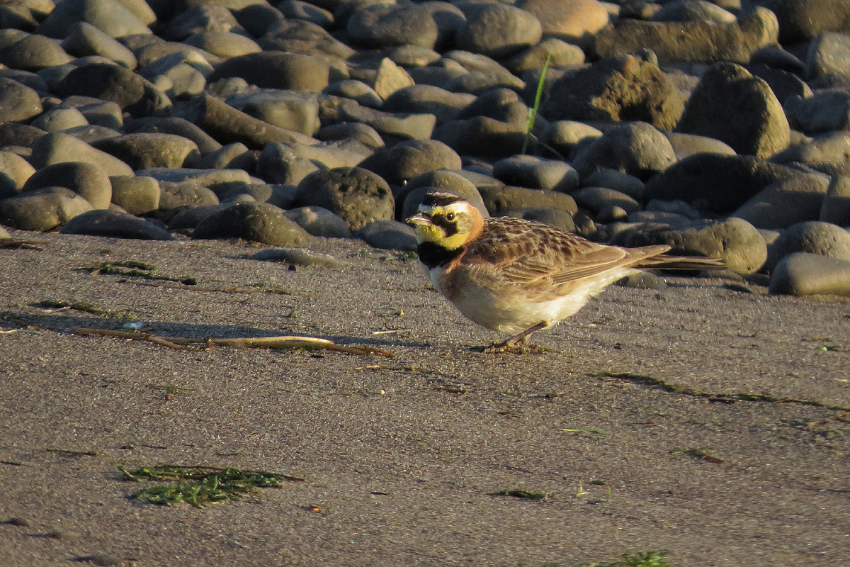 horned lark 2