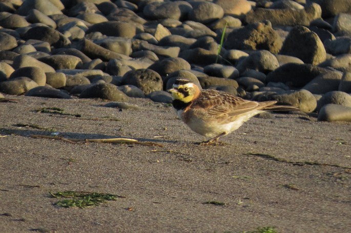 horned lark 2