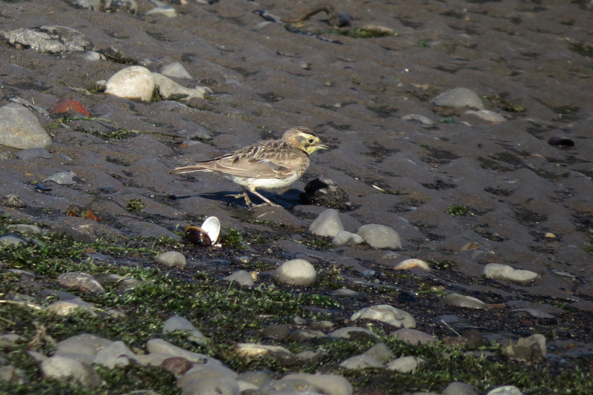 horned lark female