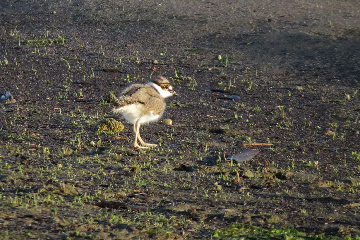 killdeer chick
