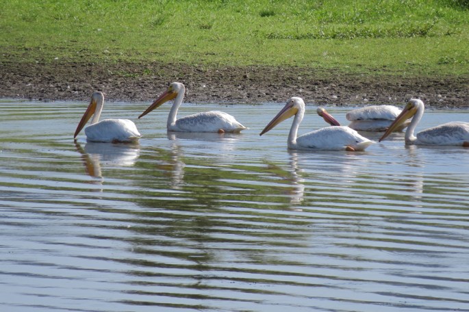 pelicans