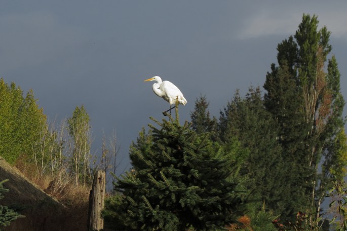 great-egret