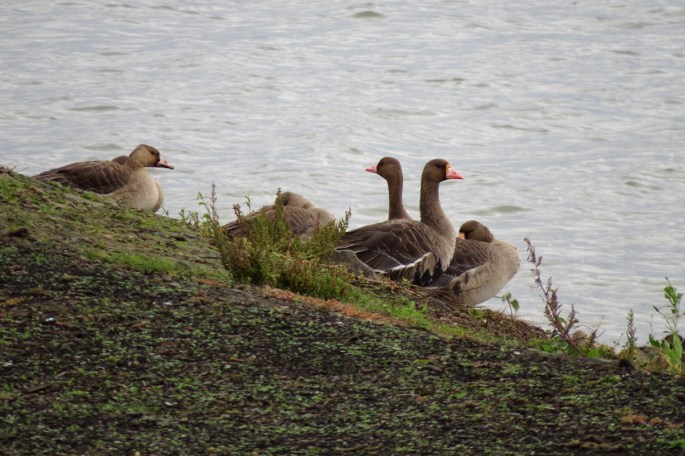 greater-white-fronts