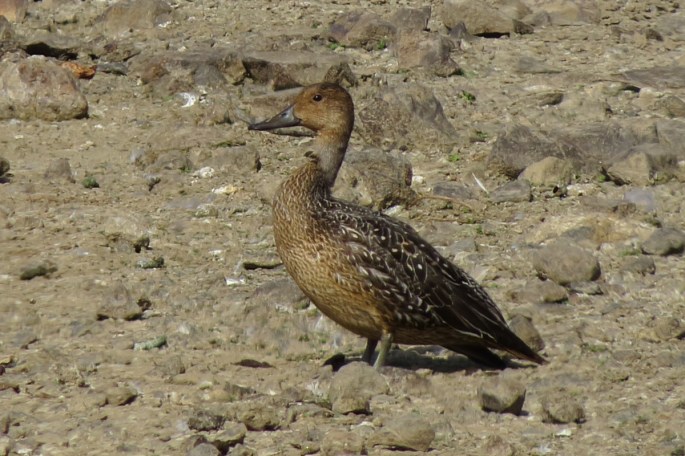 pintail