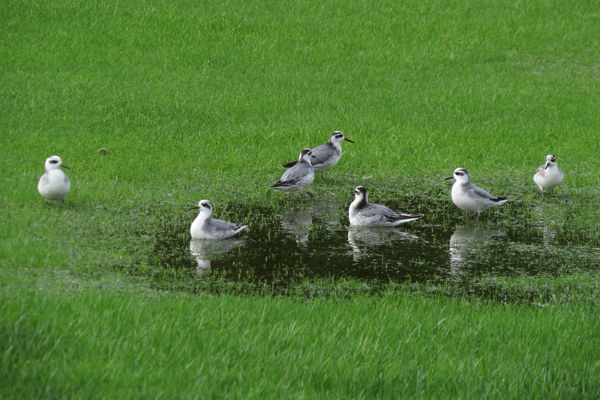 red-phalarope-1
