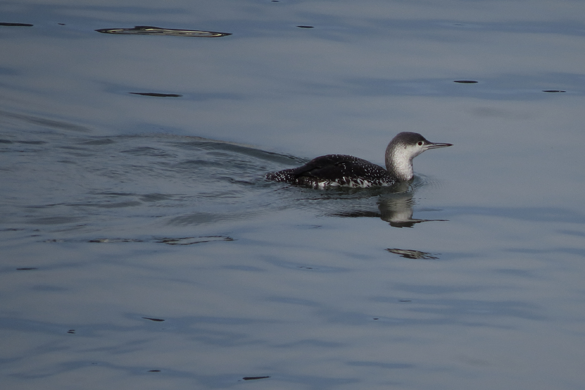 red-throated-loon