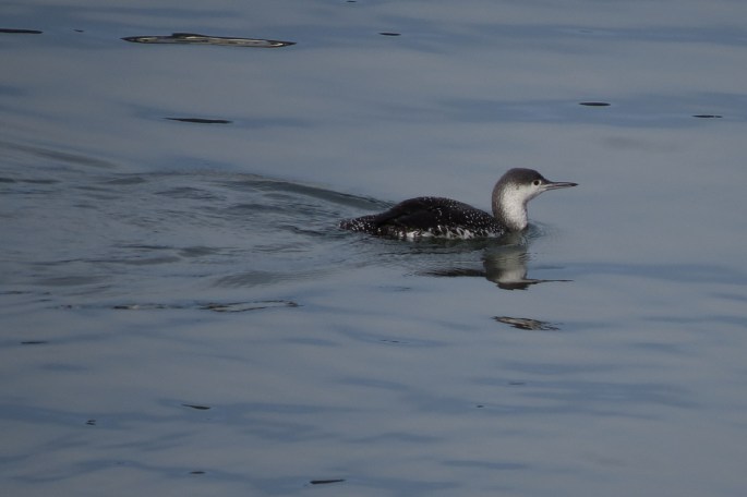 red-throated-loon