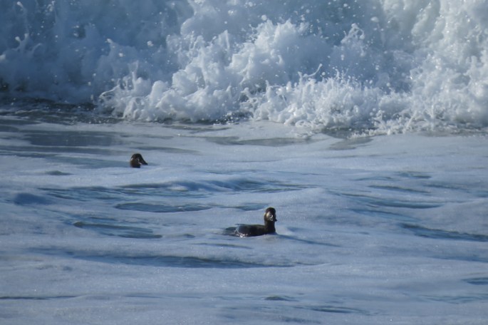 surf-scoters