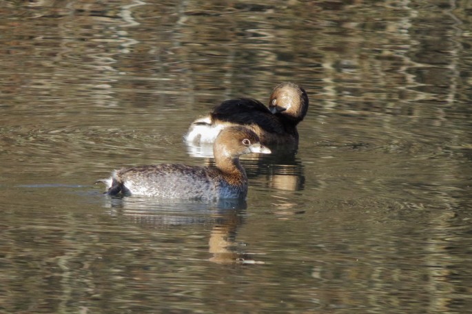 grebes-2