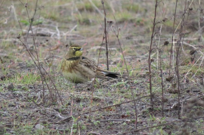horned-lark-2