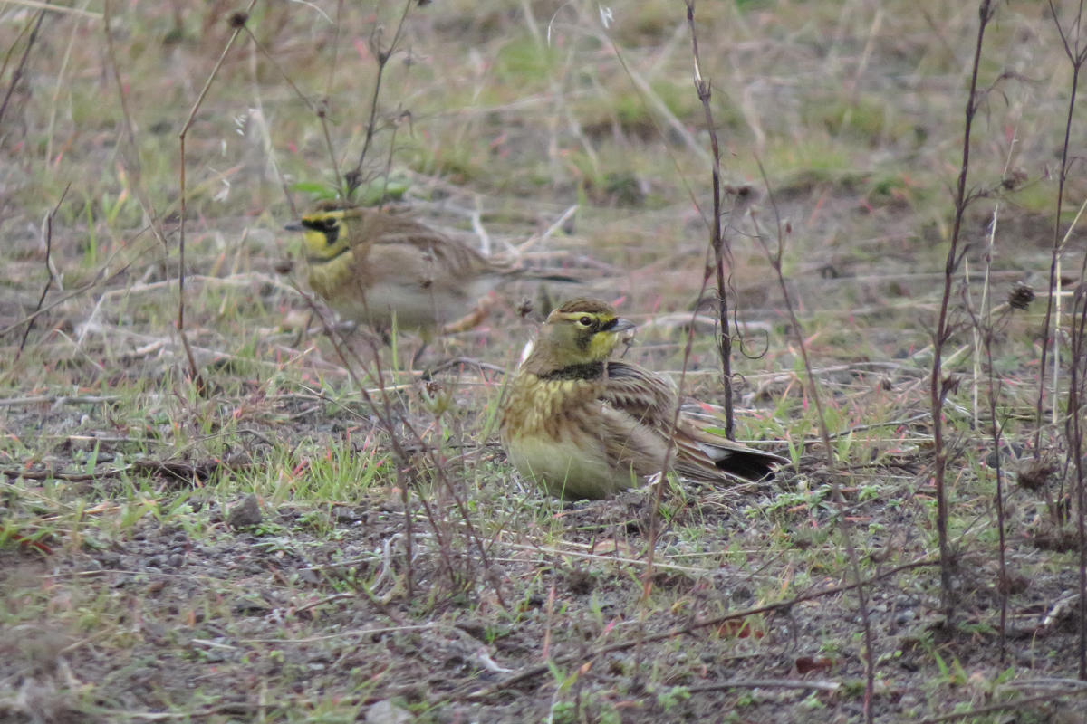 horned-lark-3