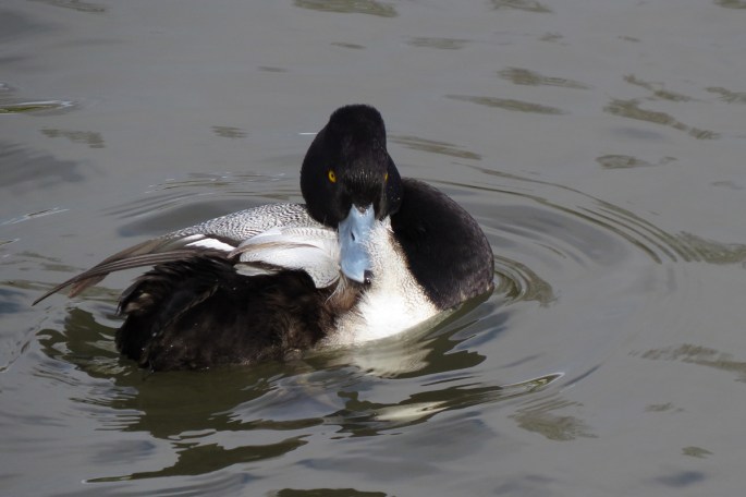 lesser-scaup